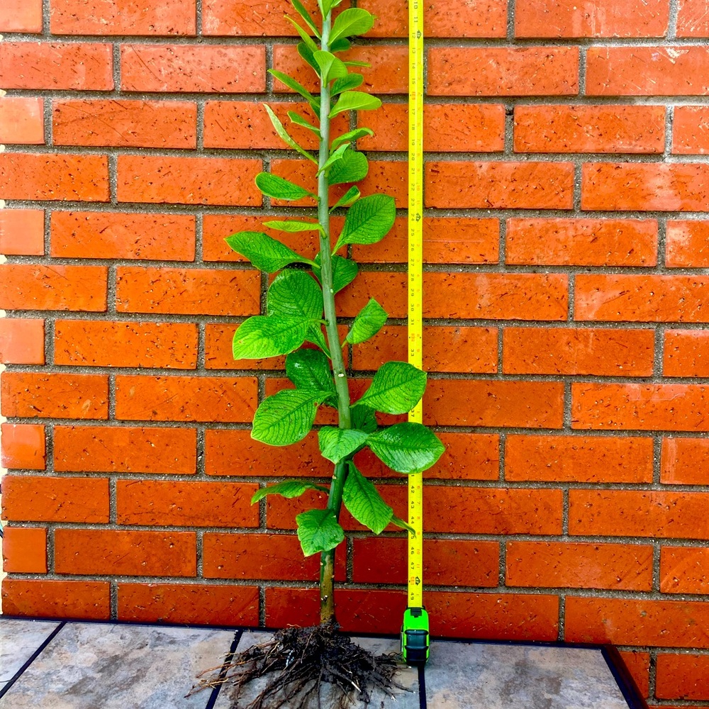 4F Tall Synadenium Lechero Africano Planta De La Vida
